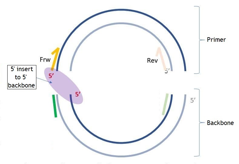 5' insert to 5' backbone.